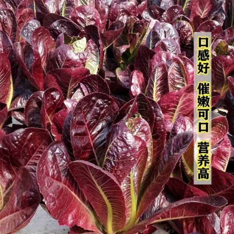 紫罗马生菜种子紫孔雀菜脆甜耐热夏秋生菜四季家庭院播蔬菜种
