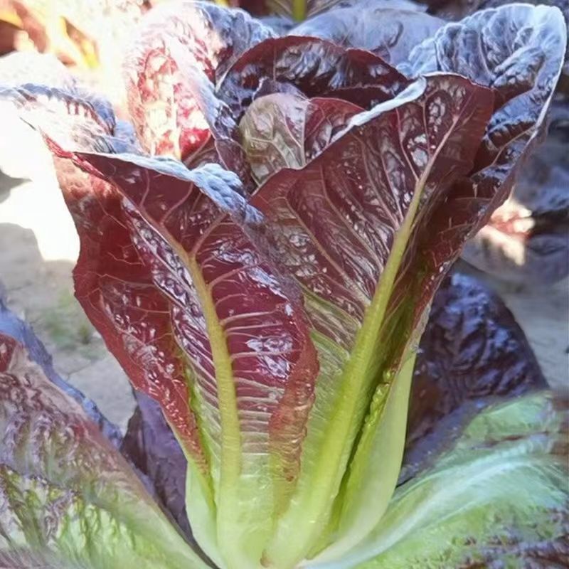 紫罗马生菜种子紫孔雀菜脆甜耐热夏秋生菜四季家庭院播蔬菜种