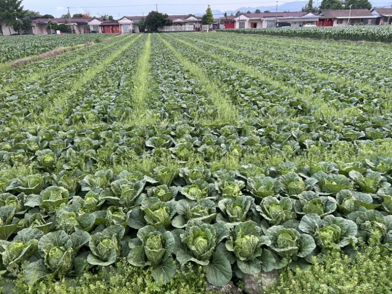 万亩蔬菜基地，无限量供应，自产自销，对接个大市场