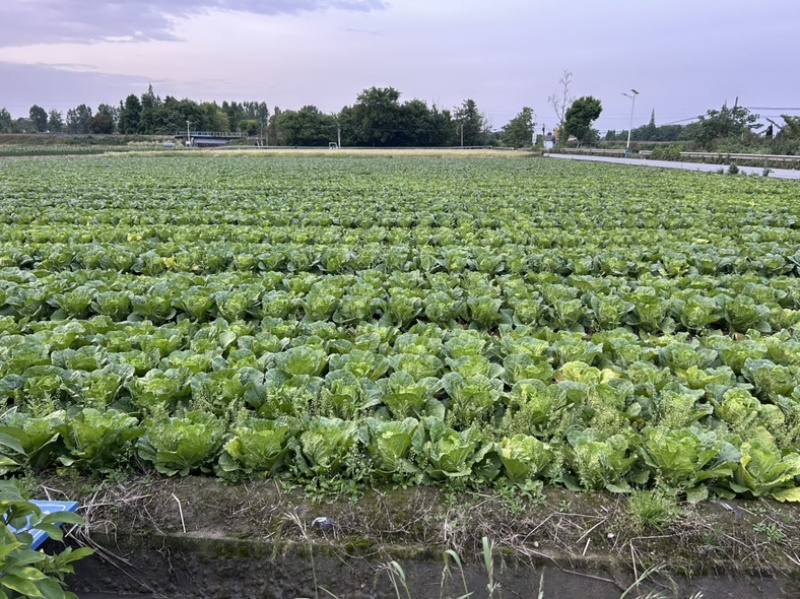 万亩蔬菜基地，无限量供应，自产自销，对接个大市场