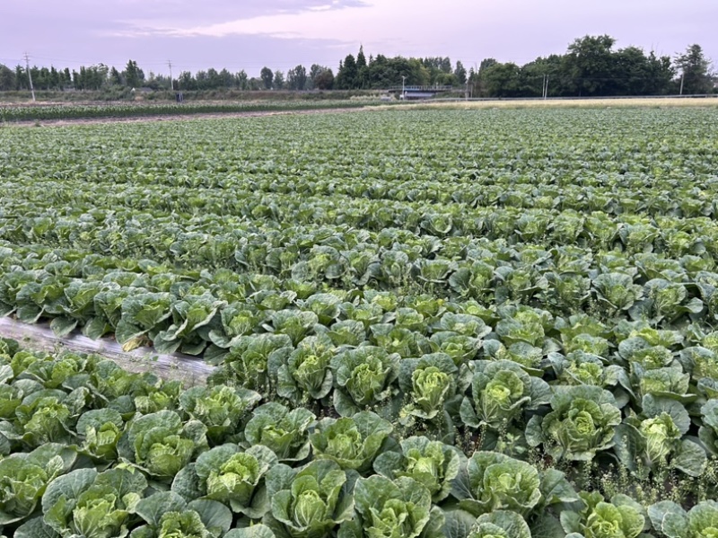 万亩蔬菜基地，无限量供应，自产自销，对接个大市场