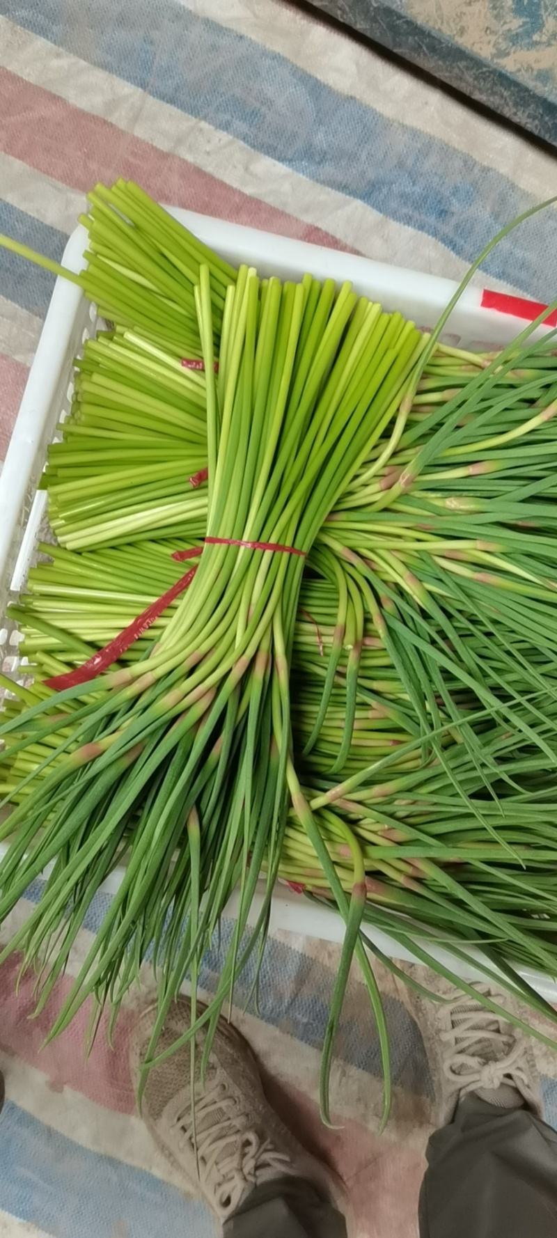 红帽蒜薹