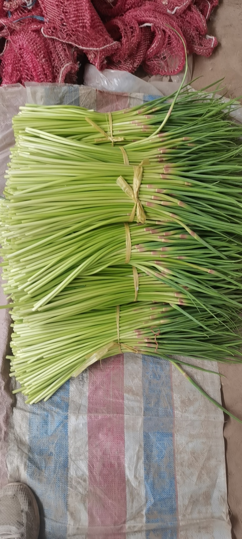 红帽蒜薹