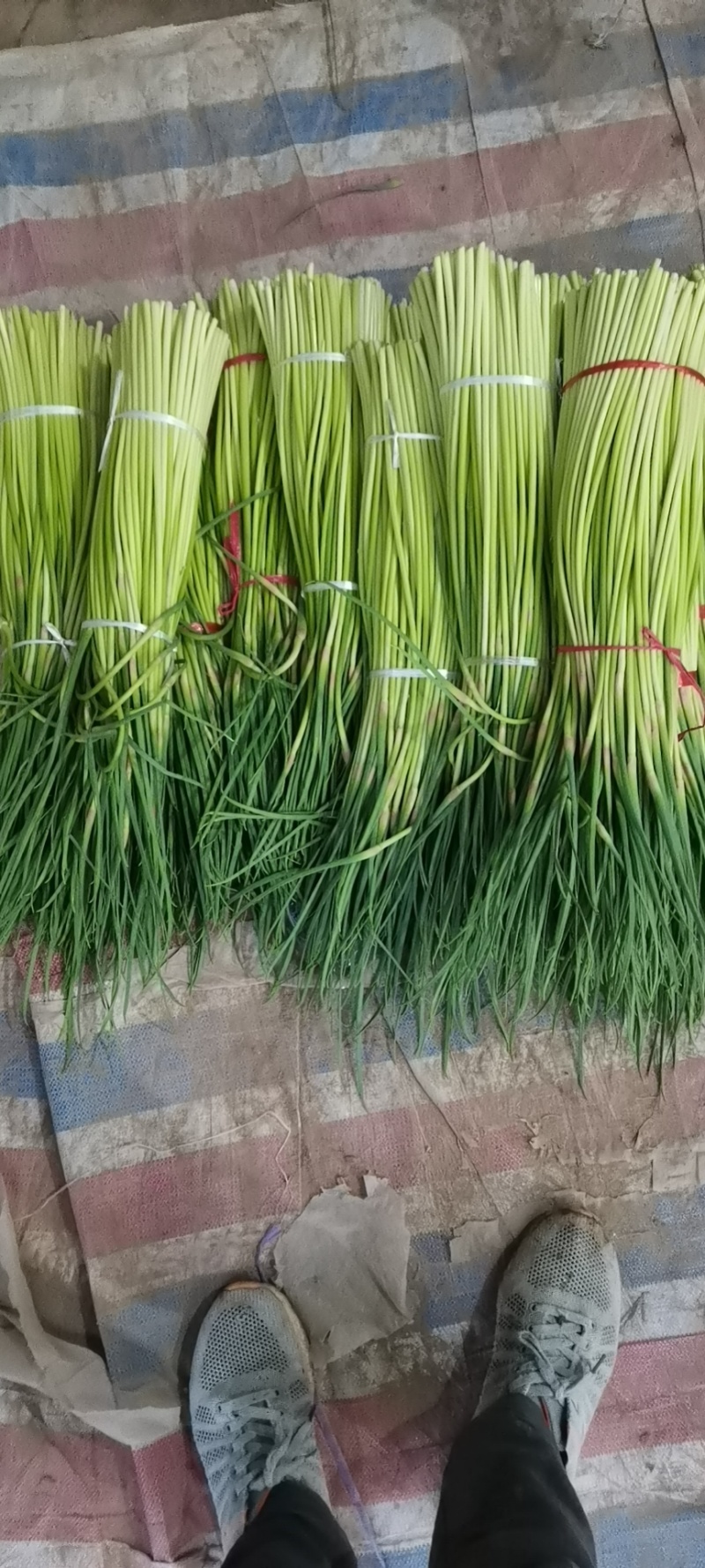 红帽蒜薹