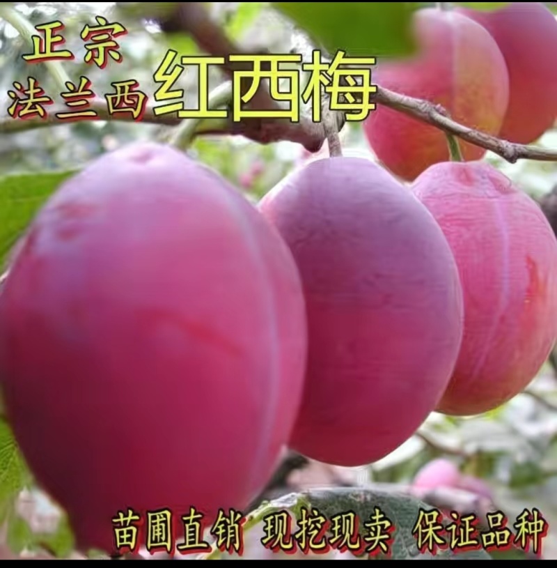 法兰西梅苗