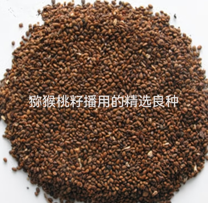 猕猴桃籽（已催芽露白）