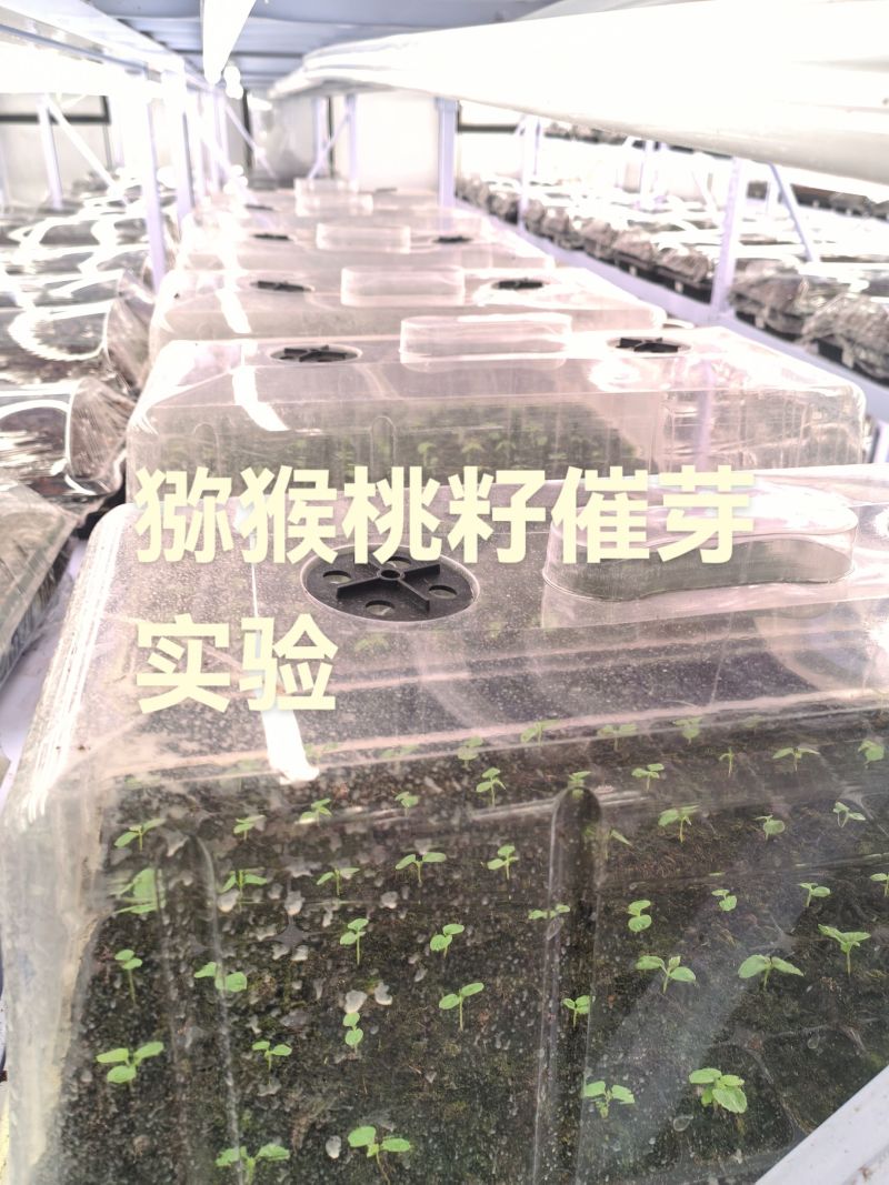 猕猴桃籽（已催芽露白）