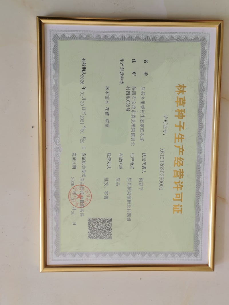 猕猴桃籽（已催芽露白）