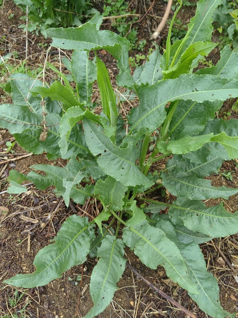 土大黄