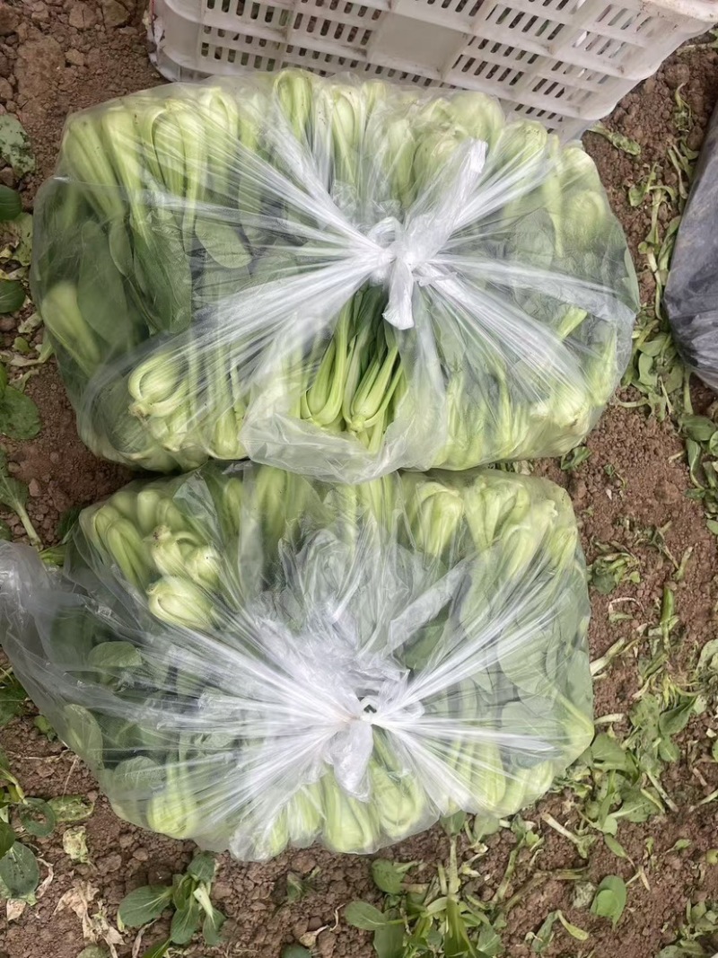大量供货中，常年有货，不断货，欢迎广大客户光临洽谈