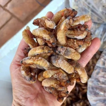 小金蝉