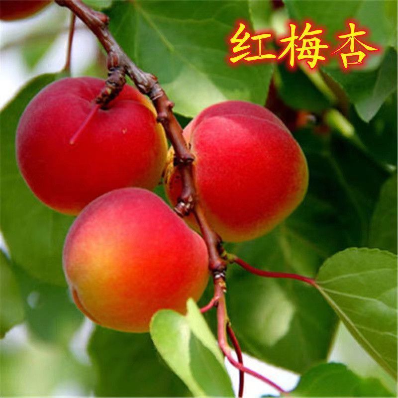 杏，李，桃，苹果新品嫁接接穗