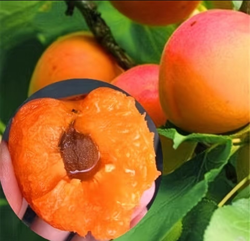 杏，李，桃，苹果新品嫁接接穗