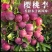 杏，李，桃，苹果新品嫁接接穗