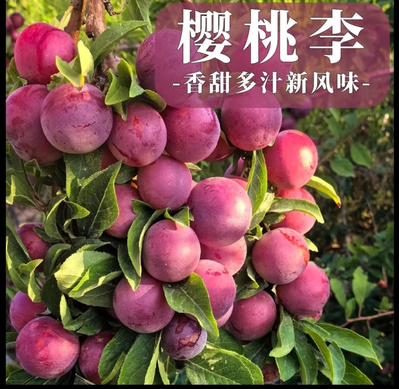杏，李，桃，苹果新品嫁接接穗