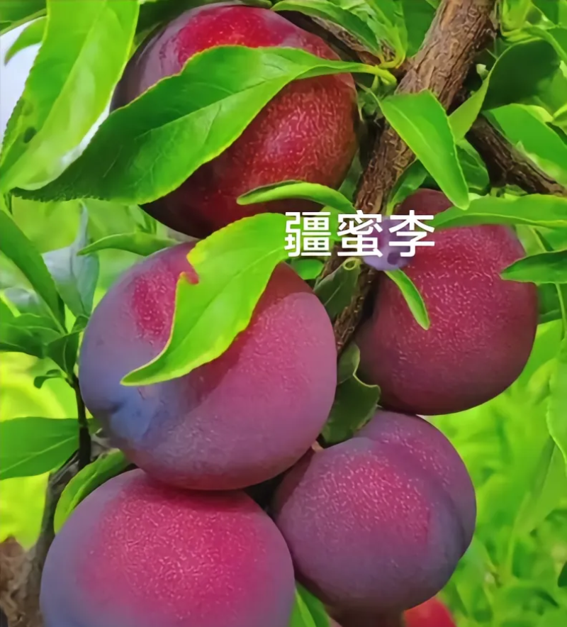 杏，李，桃，苹果新品嫁接接穗