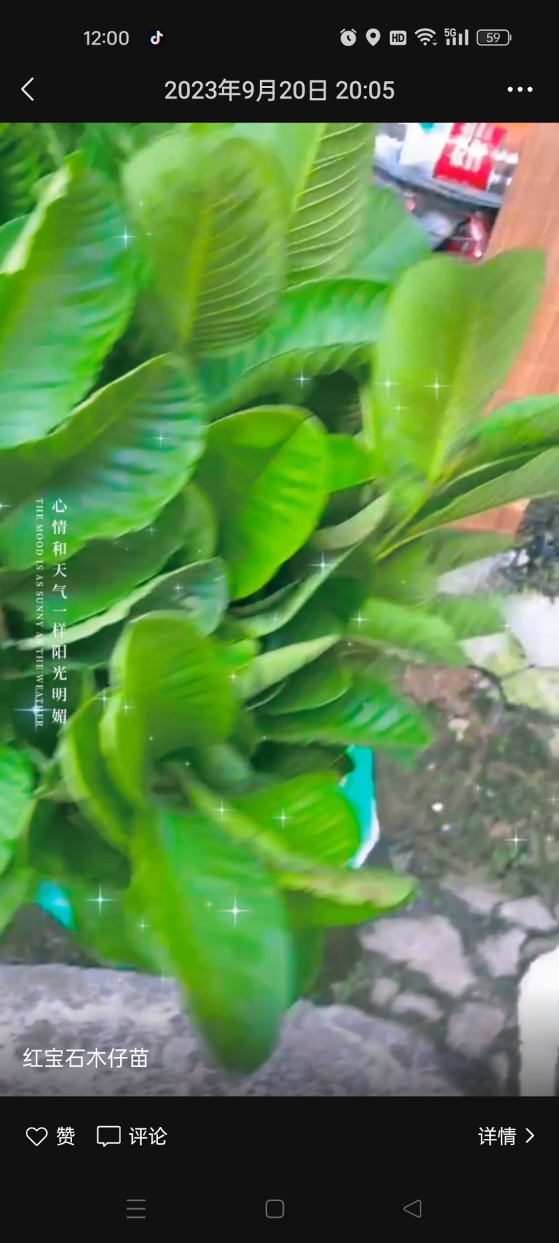 红宝石番石榴苗