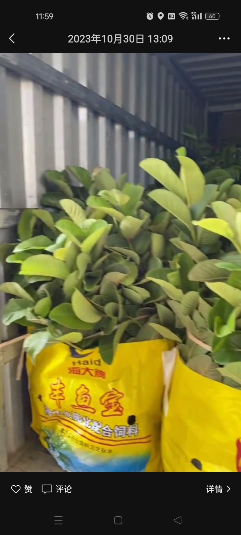 红宝石番石榴苗