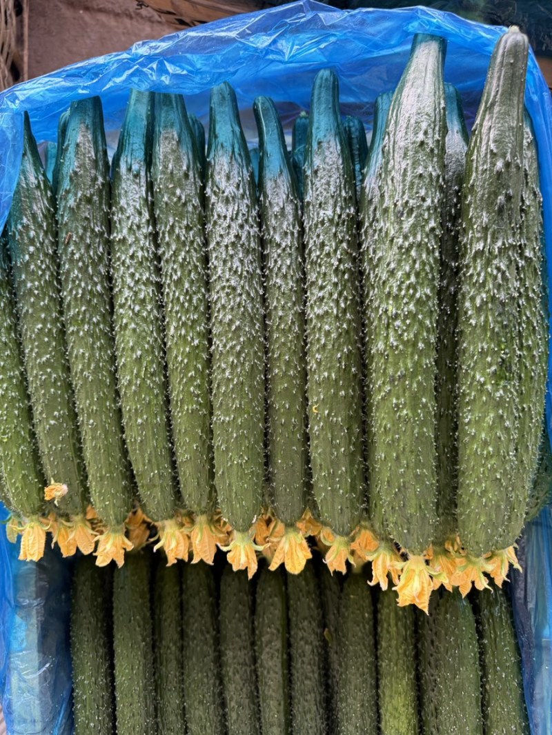 密刺黄瓜干花