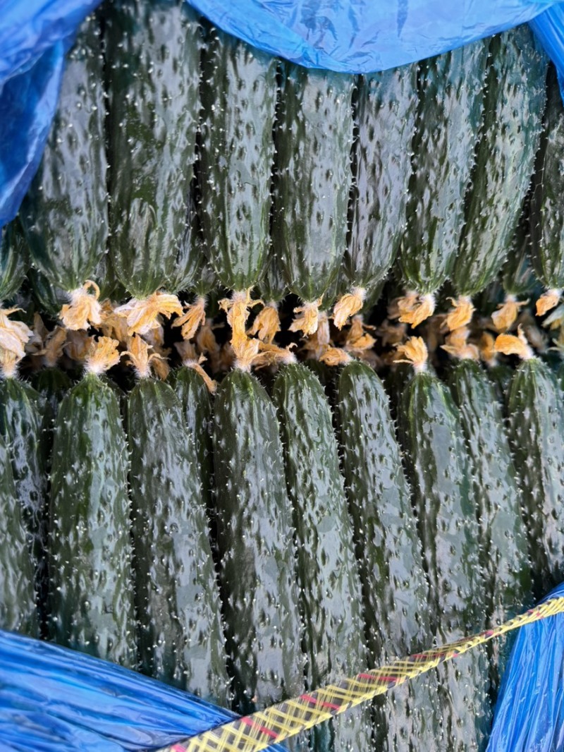 密刺黄瓜干花