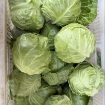 甘蓝菜原产地直发