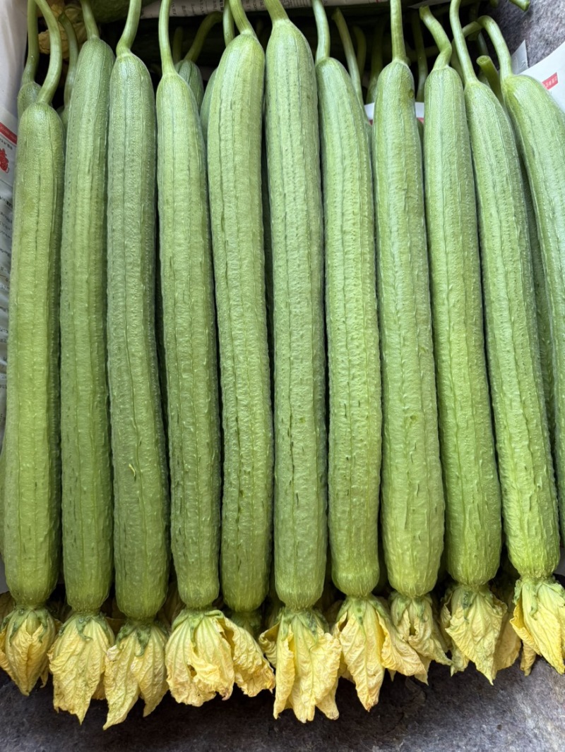 鲜花丝瓜产地直发