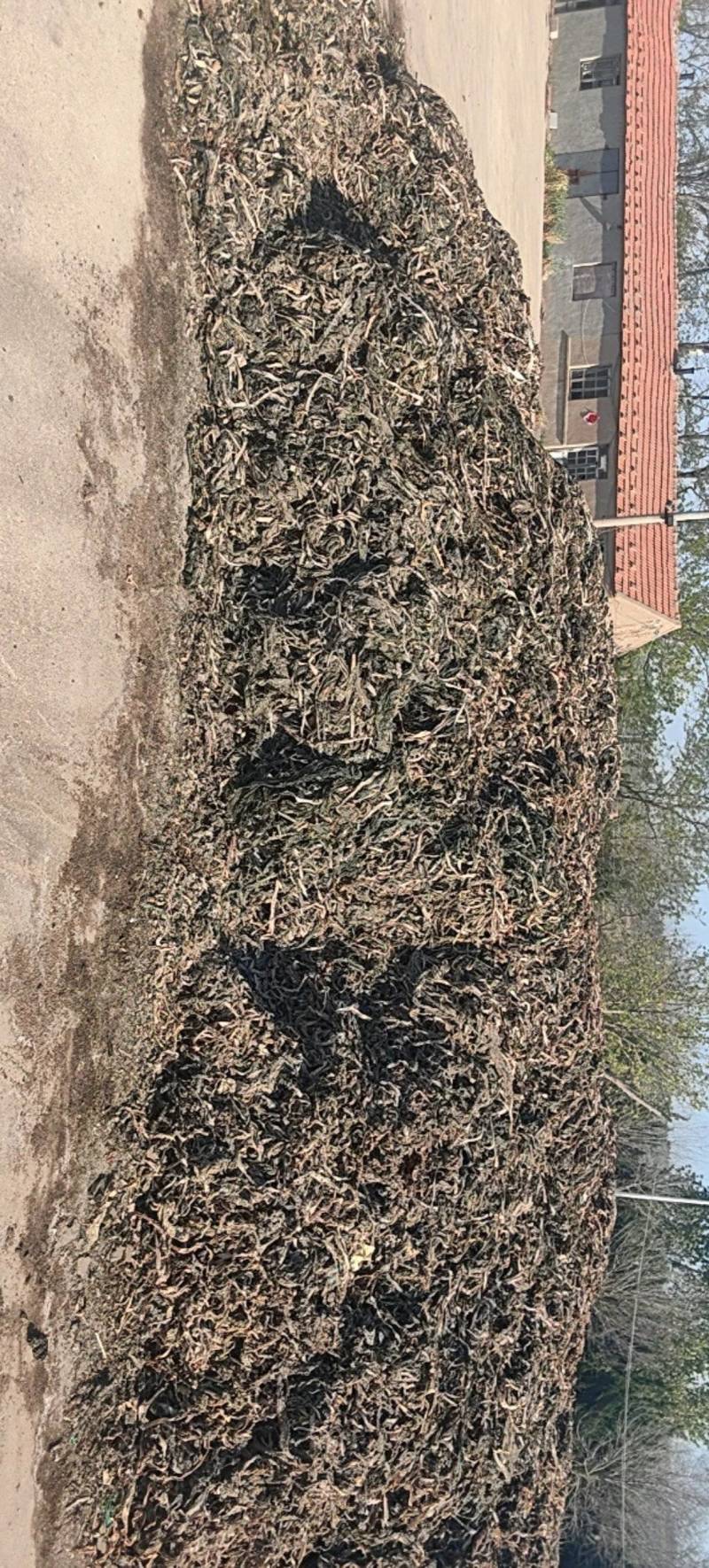 干裙带菜产地直供大量现货品质好价格低欢迎来电