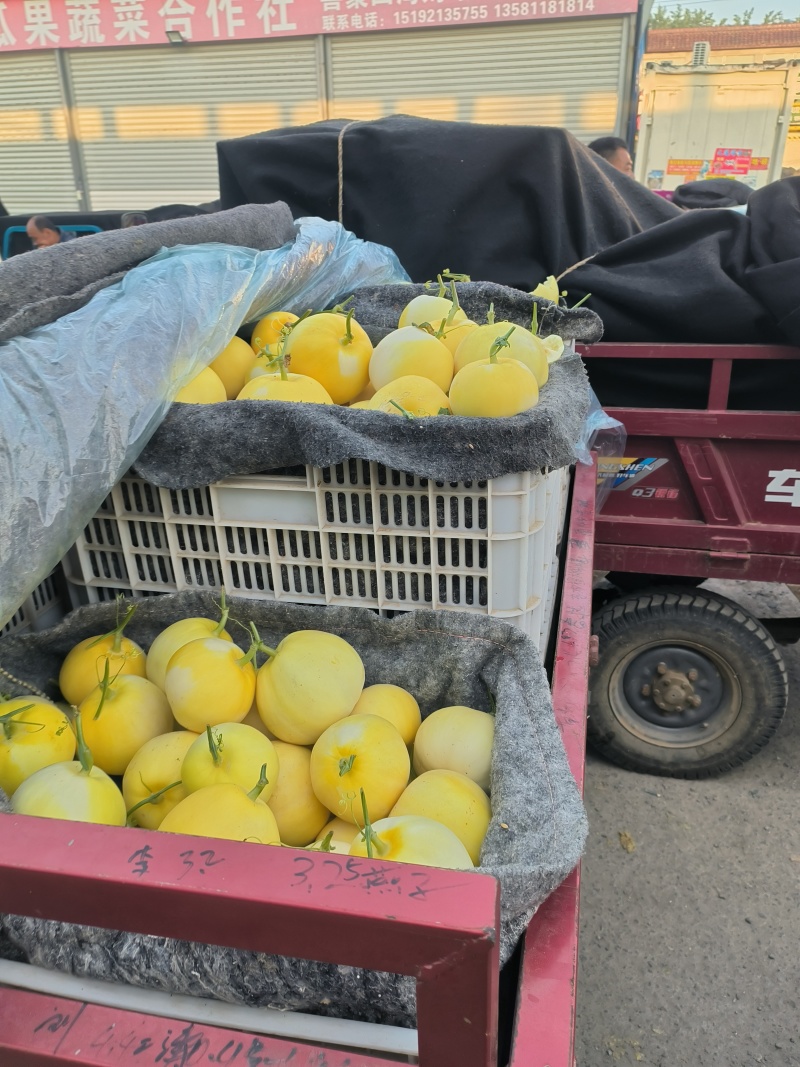 山东莘县黄金蜜罐大量上市，量大从优，一手货源