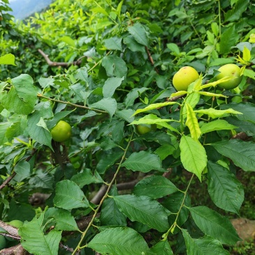 三月李