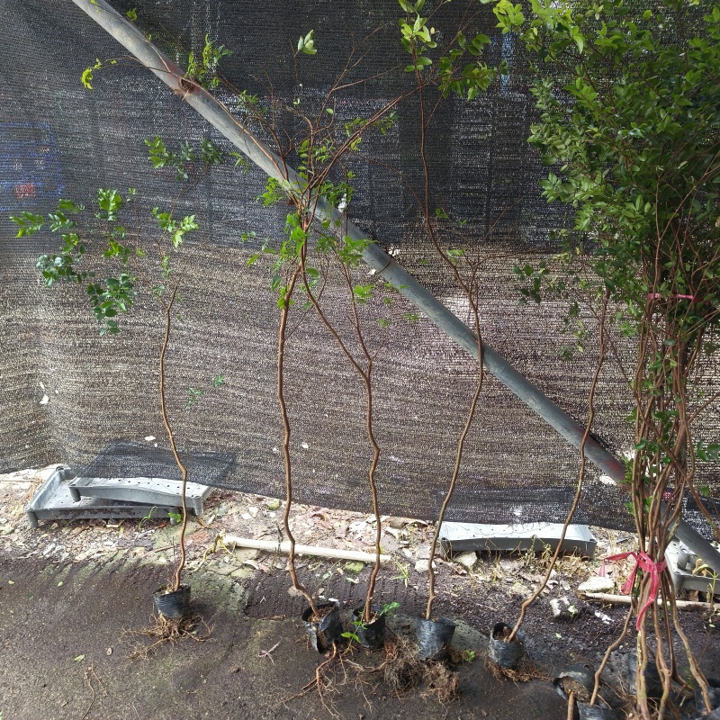 沙巴嘉宝果树苗台湾树葡萄苗，适合庭院栽培，阳台盆栽