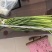 商河精品蒜苔蒜薹