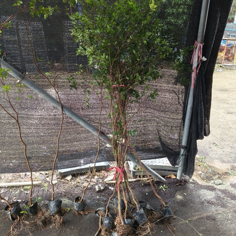沙巴嘉宝果树苗台湾树葡萄苗，适合庭院栽培，阳台盆栽
