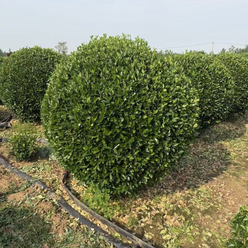 江苏大叶黄杨球（冬青球）冠幅50-3米规格齐全苗圃直销