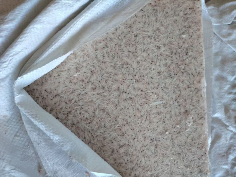 山东威海石岛船冻灯光虾食品级