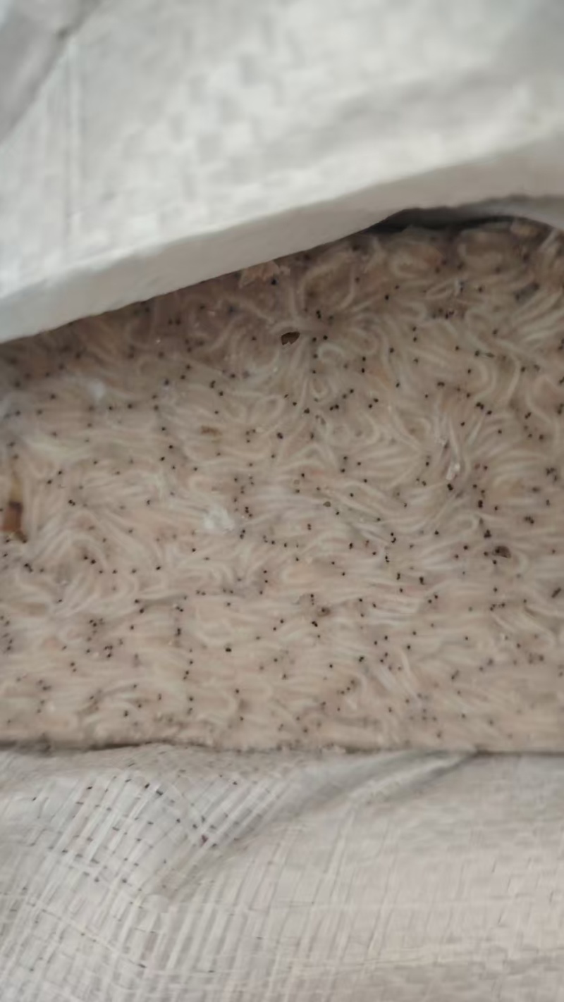 山东威海石岛船冻灯光虾食品级
