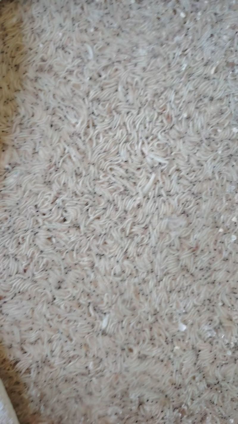 山东威海石岛船冻灯光虾食品级