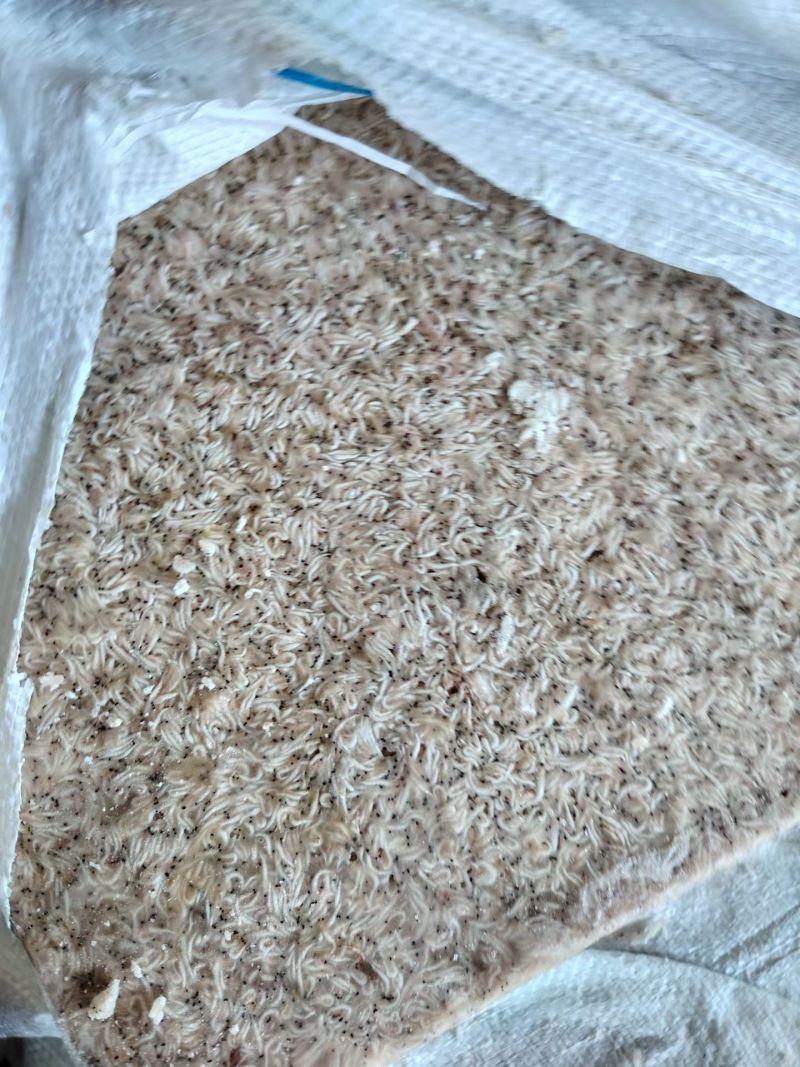 山东威海石岛船冻灯光虾食品级