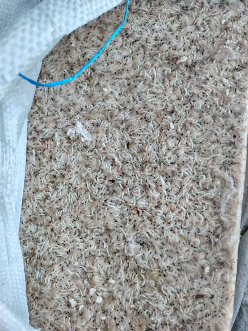山东威海石岛船冻灯光虾食品级