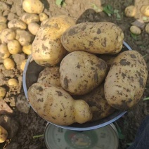 湖北黄心土豆价格美丽对接全国质量好走货快欢迎询价热卖全国