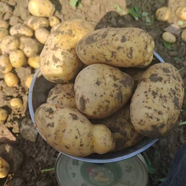 湖北黄心土豆价格美丽对接全国质量好走货快欢迎询价热卖全国