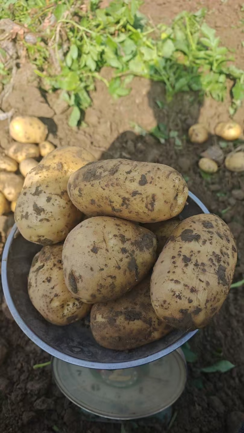 湖北黄心土豆价格美丽对接全国质量好走货快欢迎询价热卖全国