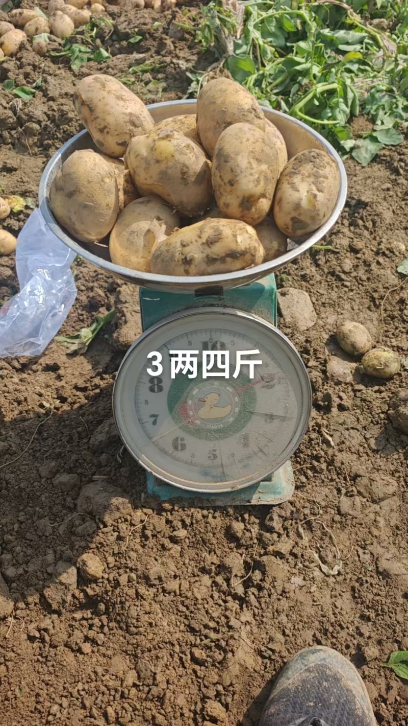 湖北黄心土豆价格美丽对接全国质量好走货快欢迎询价热卖全国