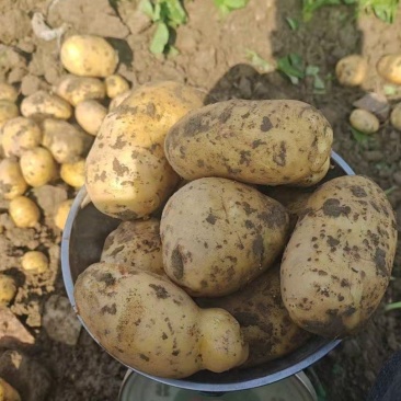 湖北黄心土豆价格美丽质量好走货快热卖全国软糯香甜欢迎询价