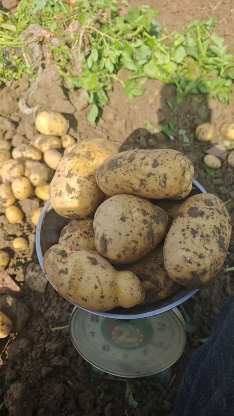 湖北黄心土豆价格美丽质量好走货快热卖全国软糯香甜欢迎询价