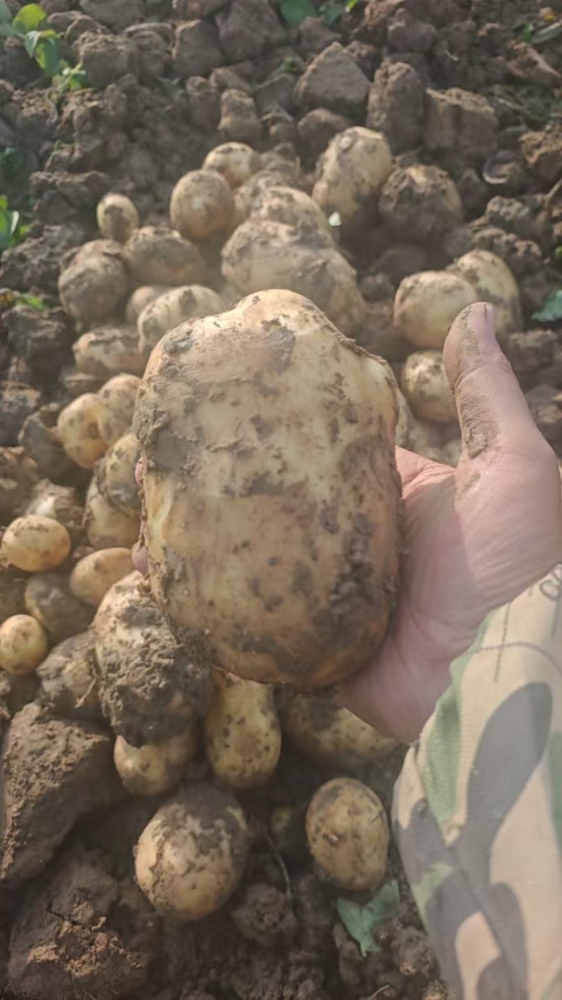 湖北黄心土豆价格美丽质量好走货快热卖全国软糯香甜欢迎询价