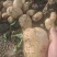 湖北黄心土豆价格美丽质量好走货快热卖全国软糯香甜欢迎询价