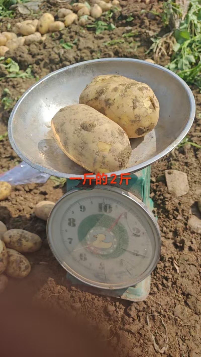 湖北黄心土豆价格美丽质量好走货快热卖全国软糯香甜欢迎询价