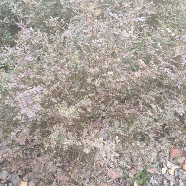 黄刺玫球黄刺玫色块工程苗现场起货货源充足现场打号起货