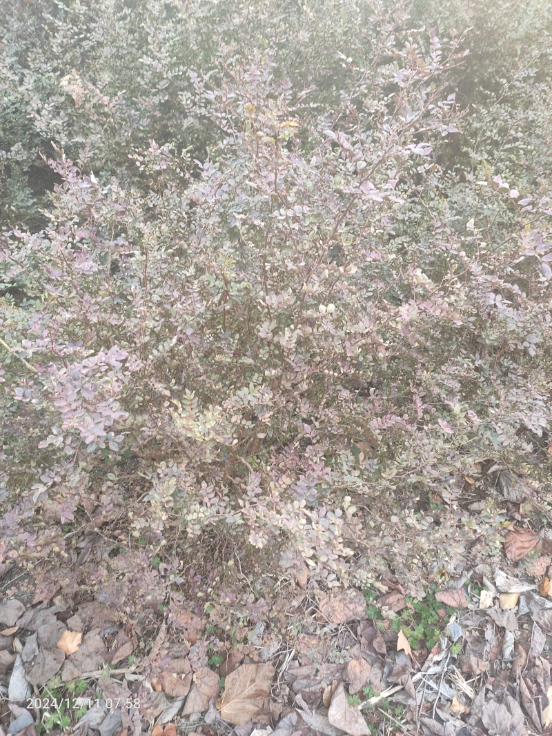 黄刺玫球黄刺玫色块工程苗现场起货货源充足现场打号起货