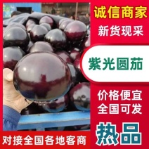紫光圆茄大量上市，价格美丽，保质保量，河南焦作产地直发